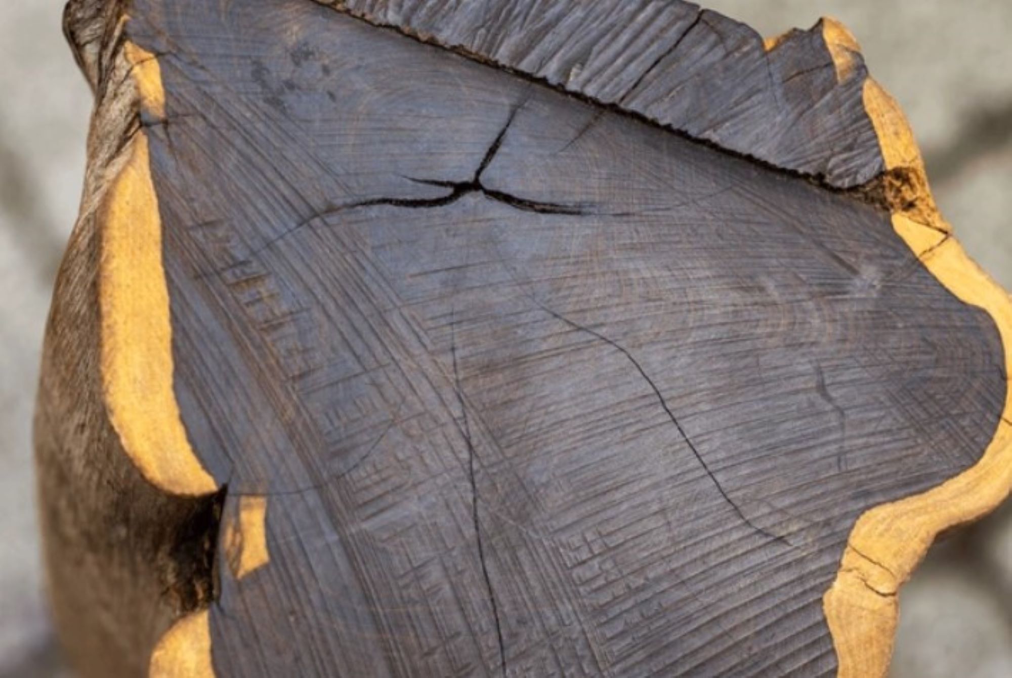 ebony round logs.jpg22