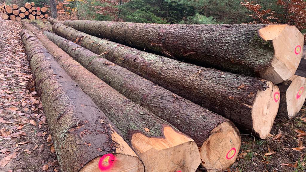 spruce logs.jpg34