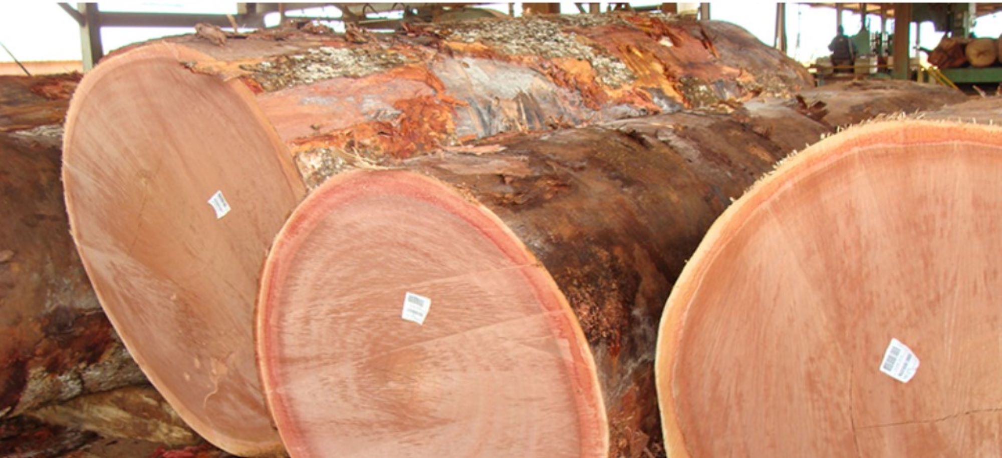 timber logs.jpg34